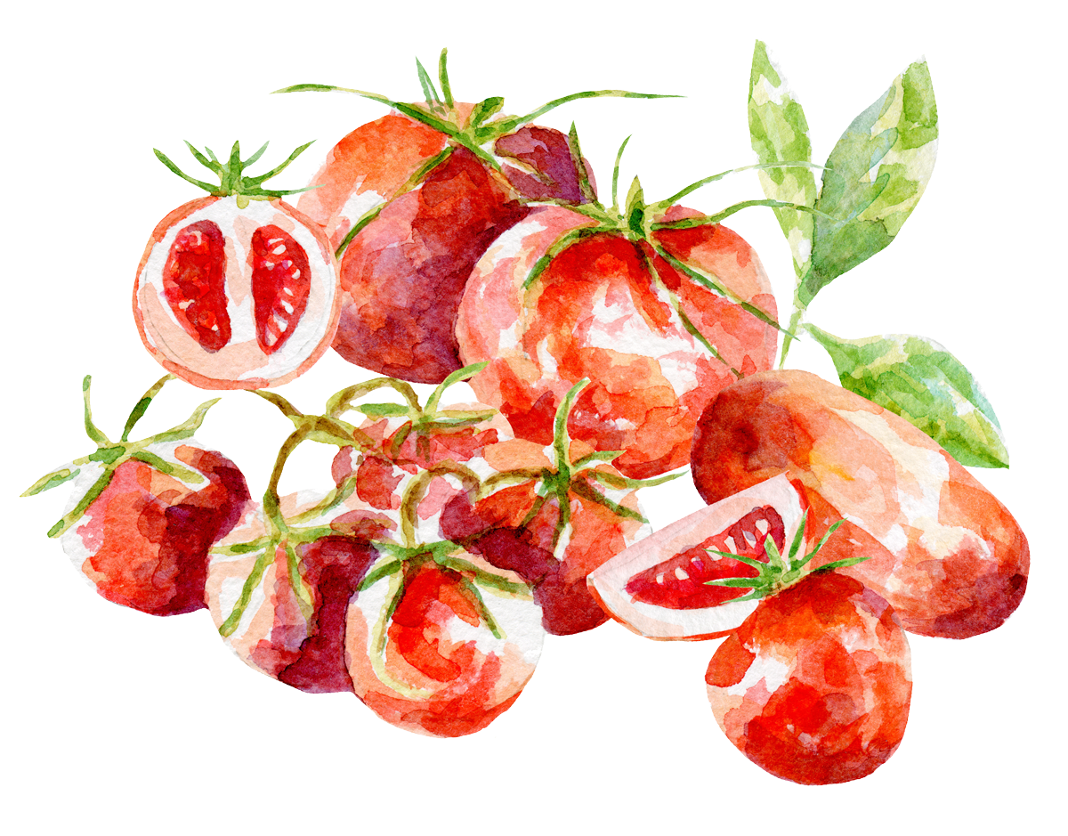 Watercolor illustration of tomatoes
